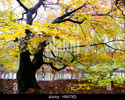 Temps d'automne dans la région de Pollok Park Banque D'Images