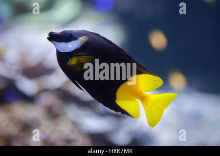 Foxface bicolores (Siganus uspi). Les poissons marins. Banque D'Images