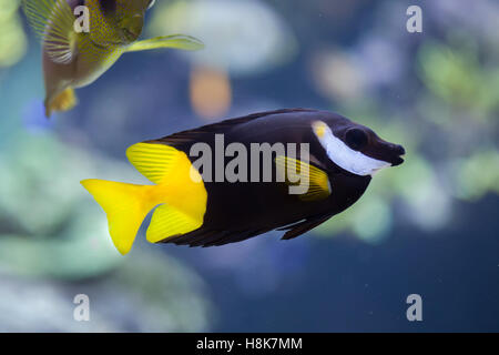 Foxface bicolores (Siganus uspi). Les poissons marins. Banque D'Images