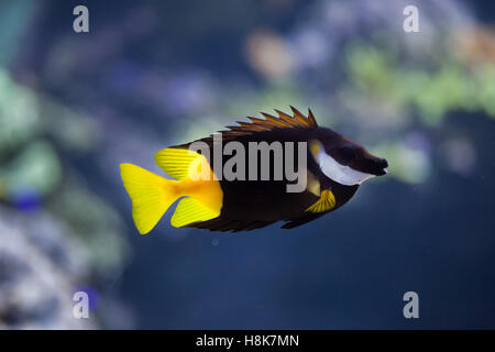 Foxface bicolores (Siganus uspi). Les poissons marins. Banque D'Images