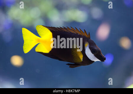 Foxface bicolores (Siganus uspi). Les poissons marins. Banque D'Images