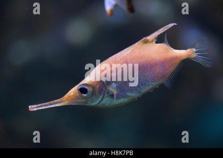 Sébastolobe snipefish (Macroramphosus scolopax), également connu sous le nom de l'bellowfish ou poissons-trompette. Banque D'Images