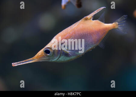 Sébastolobe snipefish (Macroramphosus scolopax), également connu sous le nom de l'bellowfish ou poissons-trompette. Banque D'Images