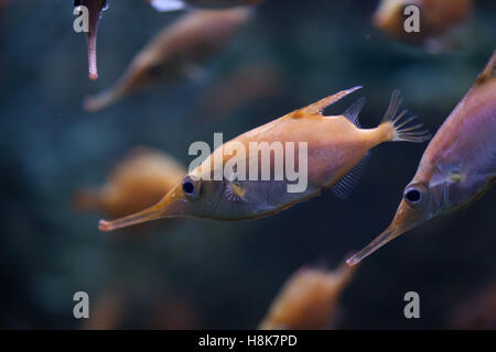 Sébastolobe snipefish (Macroramphosus scolopax), également connu sous le nom de l'bellowfish ou poissons-trompette. Banque D'Images