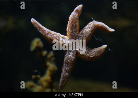 L'étoile de mer commune (Asterias rubens), également connu sous le nom de l'étoile de mer commune. Banque D'Images