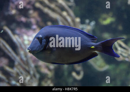 Atlantic Blue Tang (Acanthurus coeruleus), également connu sous le nom de l'doctorfish bleu. Banque D'Images