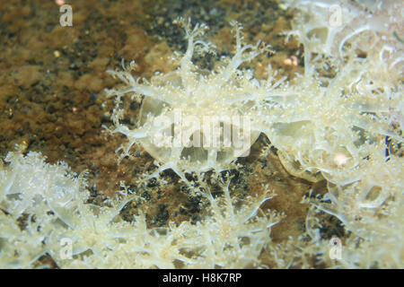 L'envers (méduses Cassiopea andromeda). Animaux de la mer. Banque D'Images