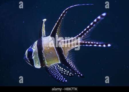 'Apogon de Kaudern (Pterapogon kauderni). Les poissons marins. Banque D'Images