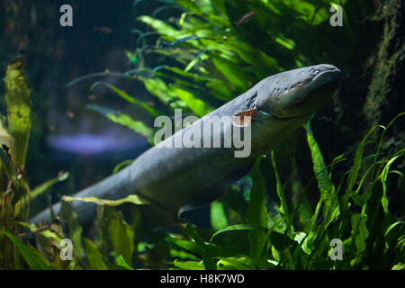 L'anguille électrique (Electrophorus electricus). Poissons d'eau douce. Banque D'Images