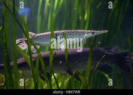 Lépisosté tacheté (Lepisosteus oculatus). Poissons d'eau douce. Banque D'Images