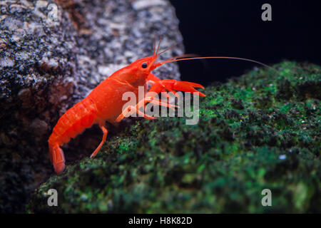 La langouste rouge de marais (Procambarus clarkii), également connu sous le nom de l'écrevisse de Louisiane. Banque D'Images