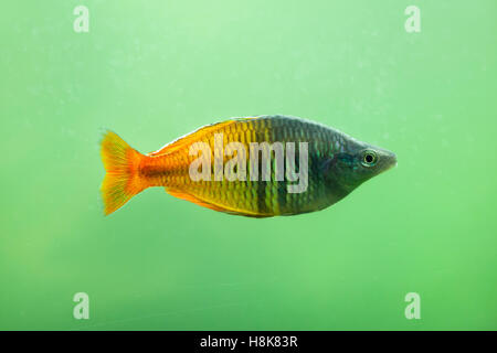 L'Boeseman rainbowfish (Melanotaenia boesemani). Poissons d'eau douce. Banque D'Images