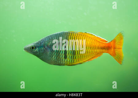 L'Boeseman rainbowfish (Melanotaenia boesemani). Poissons d'eau douce. Banque D'Images