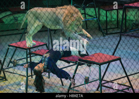 Budapest, Hongrie. 13Th Nov, 2016. Romanian acrobat Duo Arkan se produit avec un lion au cours d'une première mondiale au spectacle de cirque Cirque Capital à Budapest, Hongrie, le 13 novembre 2016. Credit : Attila Volgyi/Xinhua/Alamy Live News Banque D'Images