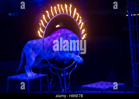 Budapest, Hongrie. 13Th Nov, 2016. Un lion à partir de la Roumanie remplit pendant un spectacle de cirque première au cirque de capital à Budapest, Hongrie, le 13 novembre 2016. Credit : Attila Volgyi/Xinhua/Alamy Live News Banque D'Images