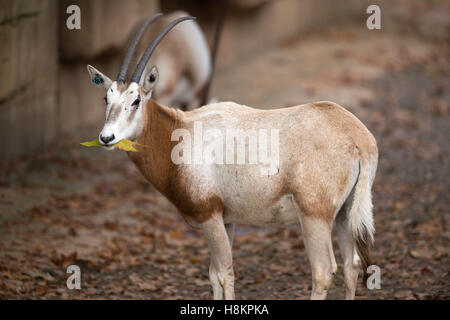 Stuttgart, Allemagne. 14Th Nov, 2016. Un cimeterre-horned oryx debout dans son enceinte à la zoo Wilhelma à Stuttgart, Allemagne, 14 novembre 2016. Un groupe d'oryx, éteinte dans la nature, vit maintenant au zoo de Stuttgart et est dit de reproduire ici. PHOTO : LINO MIRGELER/dpa/Alamy Live News Banque D'Images