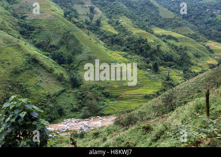 Terrasses de riz sur un petit affluent de la rivière Rouge, près de Sa Pa, Vietnam du Nord Banque D'Images