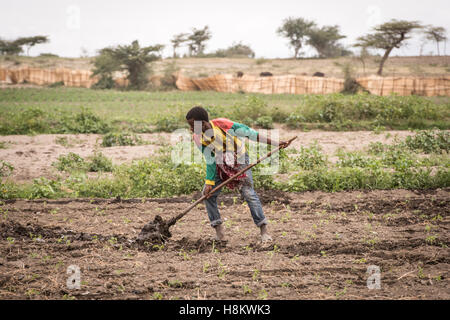 Meki Batu, Éthiopie - Jeune travailleur homme irriguer les champs à la coopérative de producteurs de fruits et légumes à Meki Batu. Banque D'Images