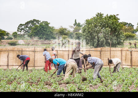 Meki Batu, Éthiopie - Jeunes travailleurs de sexe masculin de labourer le sol à la coopérative de producteurs de fruits et légumes à Meki Batu.