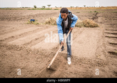 Meki Batu, Éthiopie - Jeune travailleur homme labourant le sol à la coopérative de producteurs de fruits et légumes à Meki Batu. Banque D'Images