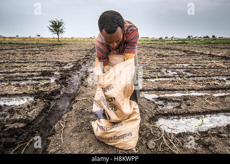 Meki Batu, Éthiopie - Jeune travailleur homme répandre engrais sur les cultures jeunes à la coopérative de producteurs de fruits et légumes en moi Banque D'Images