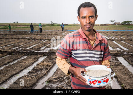 Meki Batu, Éthiopie - Jeune travailleur homme répandre engrais sur les cultures jeunes à la coopérative de producteurs de fruits et légumes en moi Banque D'Images