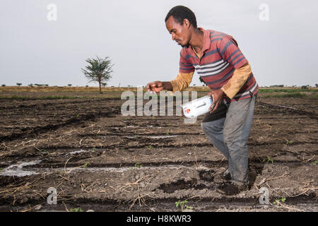 Meki Batu, Éthiopie - Jeune travailleur homme répandre engrais sur les cultures jeunes à la coopérative de producteurs de fruits et légumes en moi Banque D'Images