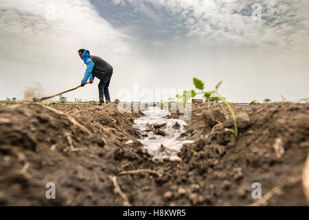 Meki Batu, Éthiopie - Jeune travailleur homme irriguer les champs à la coopérative de producteurs de fruits et légumes à Meki Batu. Banque D'Images