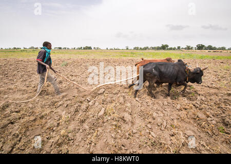 Meki Batu, Éthiopie - Jeunes travailleurs de sexe masculin du bétail de direction pour labourer la terre à la coopérative de producteurs de fruits et légumes en moi Banque D'Images
