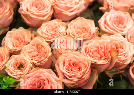 Amsterdam, Pays-Bas close up de bouquets de roses roses pour la vente dans un marché en plein air. Banque D'Images