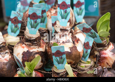 Amsterdam, Pays-Bas close up of red Amaryllis bulbes à fleurs pour la vente dans un marché en plein air. Banque D'Images