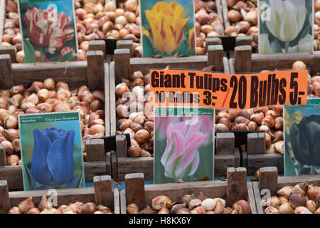 Amsterdam, Pays-Bas close up de différentes couleurs de tulipes géantes bulbes à fleurs pour la vente dans un marché en plein air. Banque D'Images