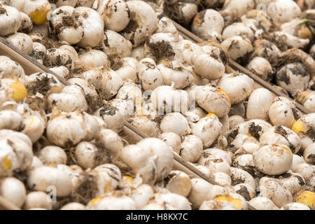 Amsterdam, Pays-Bas close up de différents bulbes à fleurs pour la vente dans un marché en plein air. Banque D'Images