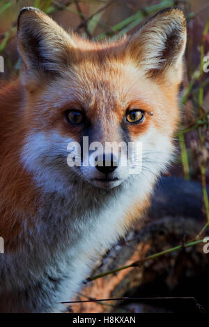 Cody le red fox portrait Banque D'Images