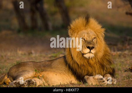 Portrait of a handsome male lion (Panthera leo) dans une lumière chaude Banque D'Images