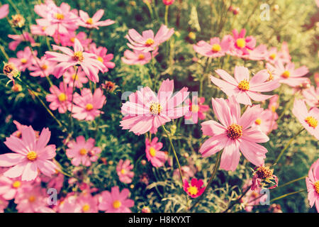 Close up cosmos rose fleurs sur le champ avec la lumière du soleil, filtre vintage. Banque D'Images