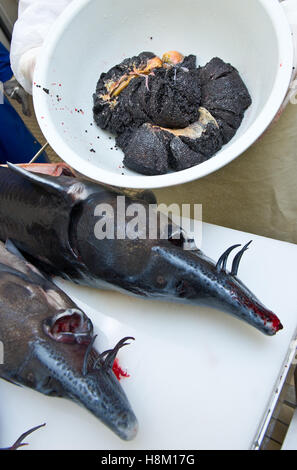 Préparation de caviar, dépose les oeufs d'un esturgeon femelle, Europe Banque D'Images