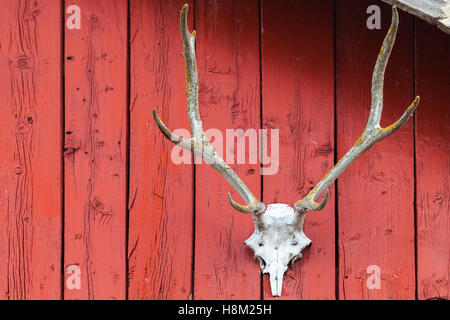 Old deer skull monté sur mur en bois rouge en Norvège Banque D'Images