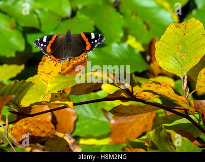 Un amiral rouge papillon, Vanessa atalanta, au début de l'automne. Il est classé en tant que migrant vers le Royaume-Uni mais a survécu à des hivers doux. Banque D'Images