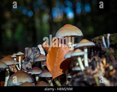 Touffe de soufre (Hypholoma fasciculare) champignon sur la souche d'un arbre mort en bois Eartham, Sussex, au début de l'automne Banque D'Images