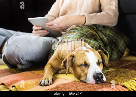 Avec les tablet pc sur le plancher avec un chien couvert de plaid Banque D'Images