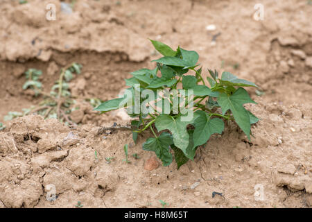 Beijing, Chine - Les jeunes plantes de légumes dans un sol sec sur une ferme près de Beijing, Chine. Banque D'Images