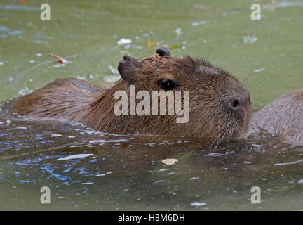 Capybara (hydrochoerus hydrochaeris) swimming in Pool Banque D'Images