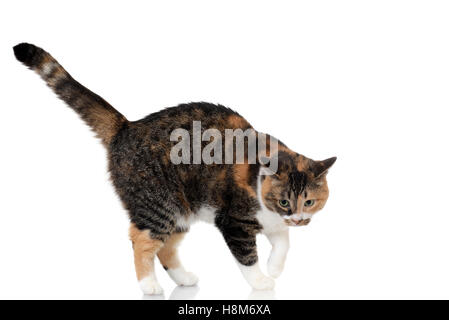 Et calico tabby cat mix Banque D'Images