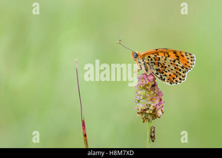 Roter Scheckenfalter, Melitaea didyma, le spotted fritillary ou rouge-bande fritillary Banque D'Images