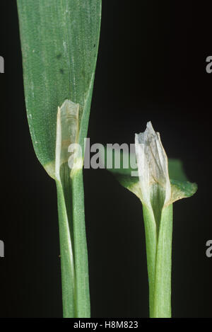 Meadow-grass annuel, Poa annua, feuille ligule sur le noeud et d'un pétiole les mauvaises herbes agricoles Banque D'Images