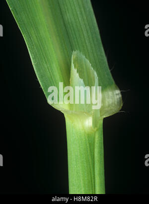 L'hiver, l'avoine sauvage Avena sterilis, feuille ligule sur le noeud et d'un pétiole les mauvaises herbes agricoles Banque D'Images