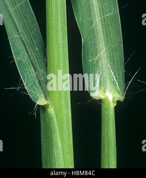 Le petit mil, Pennisetum glaucum, ligule feuille sur le noeud et d'un pétiole les mauvaises herbes agricoles Banque D'Images
