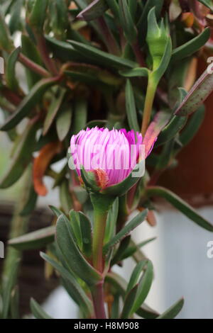 Close up of ice plant ou également connu sous le nom de Carpobrotus edulis Banque D'Images