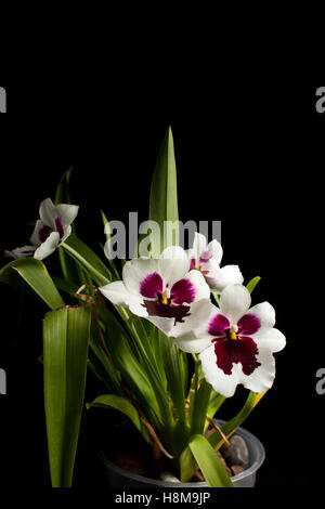 L'Oncidium orchidée sur un fond noir Banque D'Images
